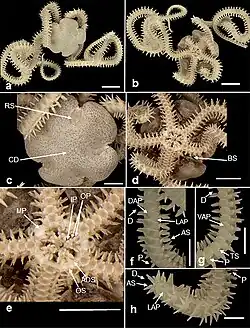 Microphiopholis gracillima