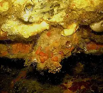 Figue de mer (Microcosmus sabatieri)