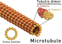 &nbsp;Structure d'un microtubule. La coupe transversale d'un microtubule montre qu'il est constitué de 13 protofilaments.