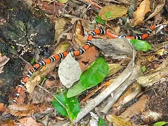 Description de l'image Micrurus decoratus 108362564 (cropped).jpg.