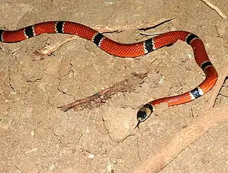 Description de l'image Micrurus distans.jpg.