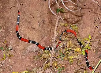 Description de l'image Micrurus pyrrhocryptus 1.jpg.