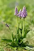 Orchis guerrier.