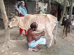 Photo couleur montrant un vieil homme trayant une maigre vache blanche. A quelques pas, un veau est attaché à un arbre.