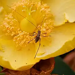 Une larve d’Orthoptera sur une fleur de H. androsaemum