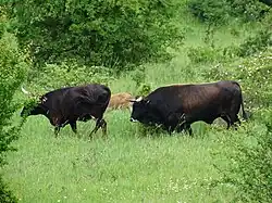 Taureau, vache et veau à Milovice.