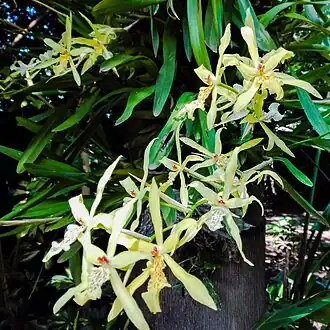 Description de l'image Miltonia flavescens Lindl..jpg.