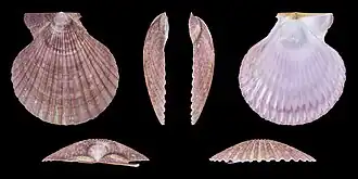 forme violette, valve gauche