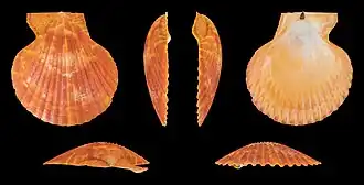 var. aurantia, valve gauche