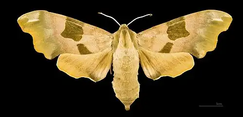Mimas tiliae ♀ - Muséum de Toulouse