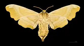 Mimas tiliae ♀ △ - Muséum de Toulouse