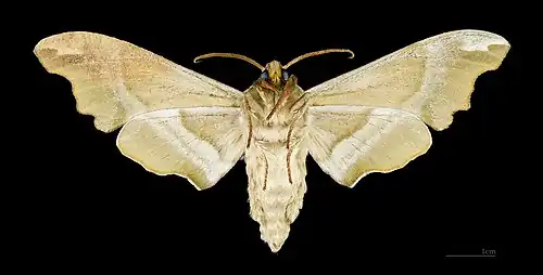 Mimas tiliae ♂ △ - Muséum de Toulouse