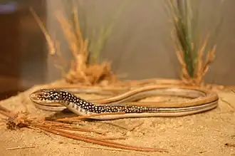 Description de l'image Mimic Glass Lizard (2289044746).jpg.