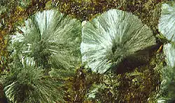 Image illustrative de l’article Pumpellyite