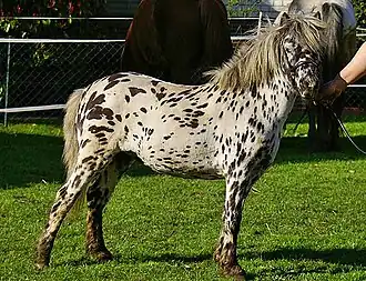Poney Mini-Appaloosa