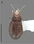Phatnomini : Minitingis minusculus, Caraïbes.