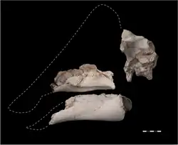 Fossile de Minqaria bata.