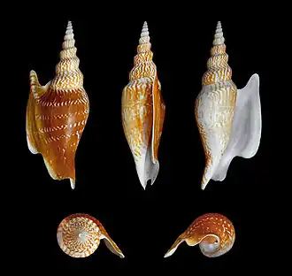 Mirabilistrombus listeri.