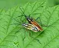 Accouplement en V chez Leptopterna dolabrata, Miridae (Cimicomorpha)