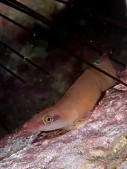 Lepadichthys frenatus.