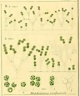 Description de l'image Mischococcus Nägeli 1849.jpg.