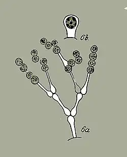 Mischococcus confervicola Nägeli 1849