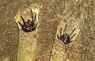 Description de l'image Misgolas robertsi.jpg.