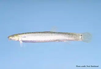 Long poisson de couleur claire avec des "moustaches" et une queue arrondie