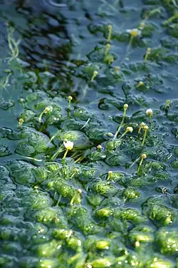 Photo couleur montrant des ronancules aquatiques du Japon émergeant de l'eau.