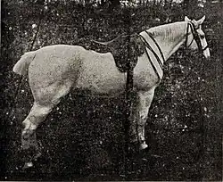 Photographie d'un cheval gris sellé et bridé