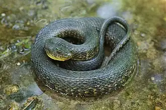 Description de l'image Mississippi Green Water Snake.jpg.