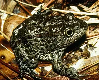 Description de l'image Mississippi gopher frog.jpg.