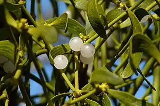 Gui (Viscum album) avec baies