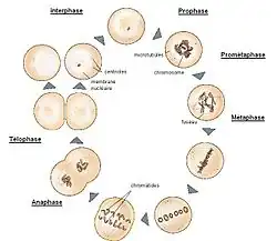  les différentes étapes de la mitose