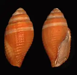 Strigatella aurantia