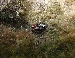 Nebularia chrysostoma.