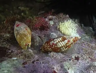 Couple de Strigatella imperialis et leur ponte.