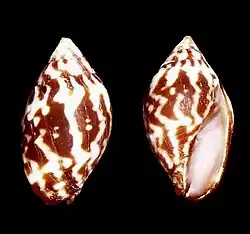 Strigatella litterata