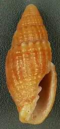 Mitra nodulosa