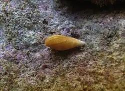 Nebularia pelliserpentis (ou G. boucheti).