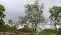 L'espèce Mitragyna est présente jusqu'aux abords des villages. Certains arbres possèdent des propriétés médicinales (alcaloïdes aux propriétés analgésiques et antipaludique).