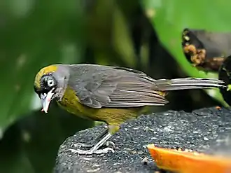 Description de cette image, également commentée ci-après