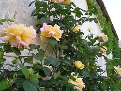 ‘Mme A. Meilland’ grimpant.