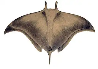 Myliobatiformes (Raie pastenague, Raie manta…)