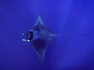 Une raie mobula (Mobula mobular)