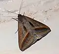Mocis frugalis(Erebinae, Euclediini)