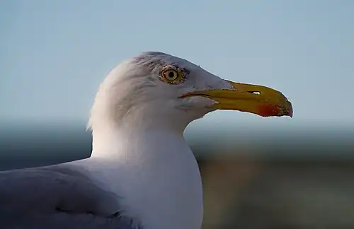 Détail de la tête : On note les narines sans cloison nasale, le gonys (arête de la mandibule inférieure) à angle marqué, ainsi que le cercle de peau orangée autour des yeux.