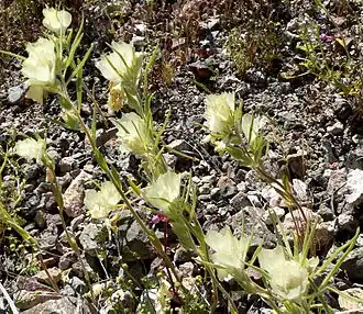 Description de l'image Mohavea confertiflora group.jpg.