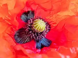 L'intérieur d'une fleur de coquelicot.