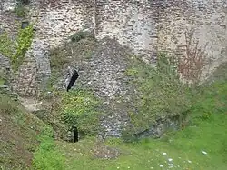 Vue du moineau nord.